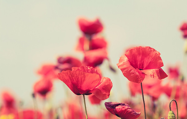 Learn English words and phrases connected to Armistice Day