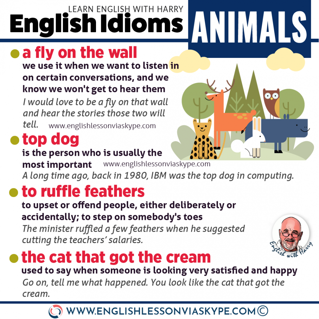 11 Animal Idioms In English • Learn English with Harry 👴
