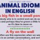 11 Animal Idioms In English